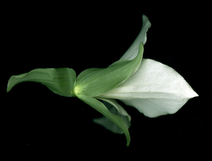 Sepal Flower Definition